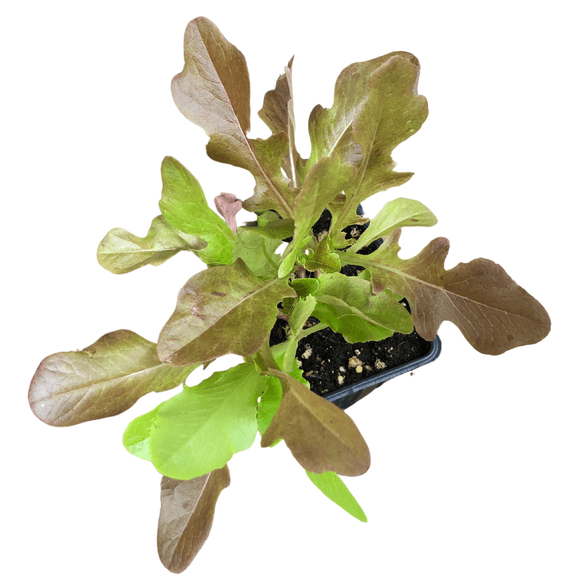 Organic Lettuce, Red Oakleaf (Lactuca sativa) Plant in 2.5-inch Pot by Smoke Camp Crafts - Grow Your Own Salad Greens