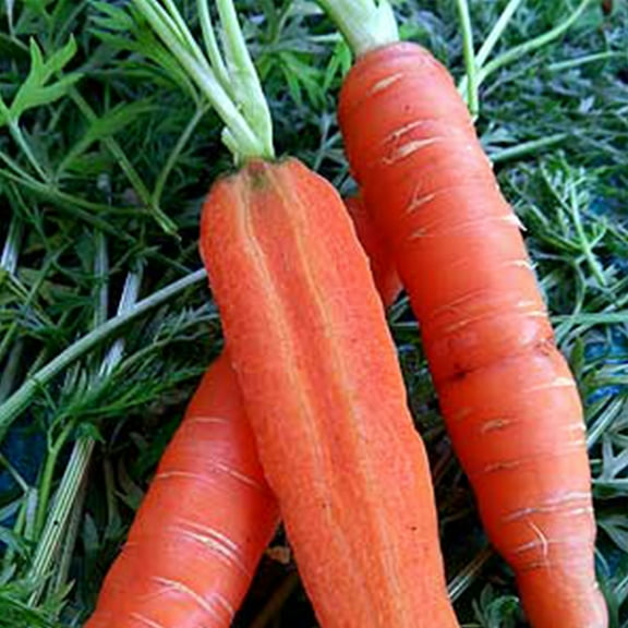 Organic Little Fingers Carrot Seed - 1 OZ ~19,500 Seeds - Organic, Heirloom, Open Pollinated, Non-GMO, Farm & Vegetable Gardening Seeds
