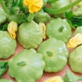 thumbnail image 1 of Organic Lunar Eclipse F1 Hybrid Summer Squash Seeds - 1 Lb ~4000 Seeds - Non-GMO, Certified Organic, F1 Hybrid - Vegetable Garden - Cucurbita pepo, 1 of 1