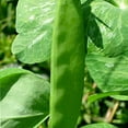 thumbnail image 1 of Organic Mammoth Melting Sugar Pea - 1/4 LB ~500 Seeds - Organic, Heirloom, Open Pollinated, Non-GMO, Farm & Vegetable Gardening Seeds, 1 of 2
