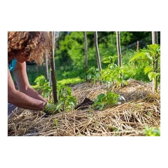 Organic Matter Garden Straw (5lb) Straw Mulch for Gardens, Yard Landscaping, New Lawn Grass Seed, Tomato & Vegetable Compost & Fertilizer | Covers up to 75 sq ft. Farmer Direct