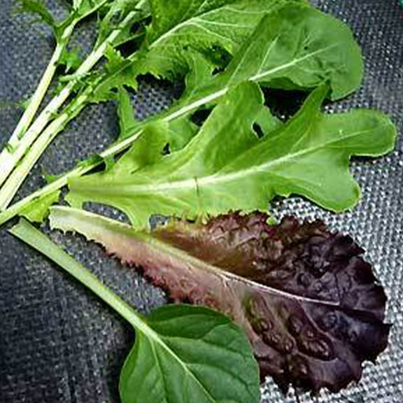 Organic Mesclun Mixed Greens - 500 mg ~300 Seeds - Non-GMO, Open Pollinated, Heirloom, Vegetable Gardening Seeds