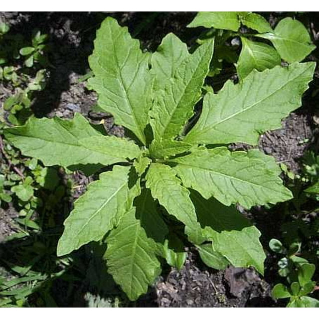 Organic Mexican Epazote 50 Seeds Herb