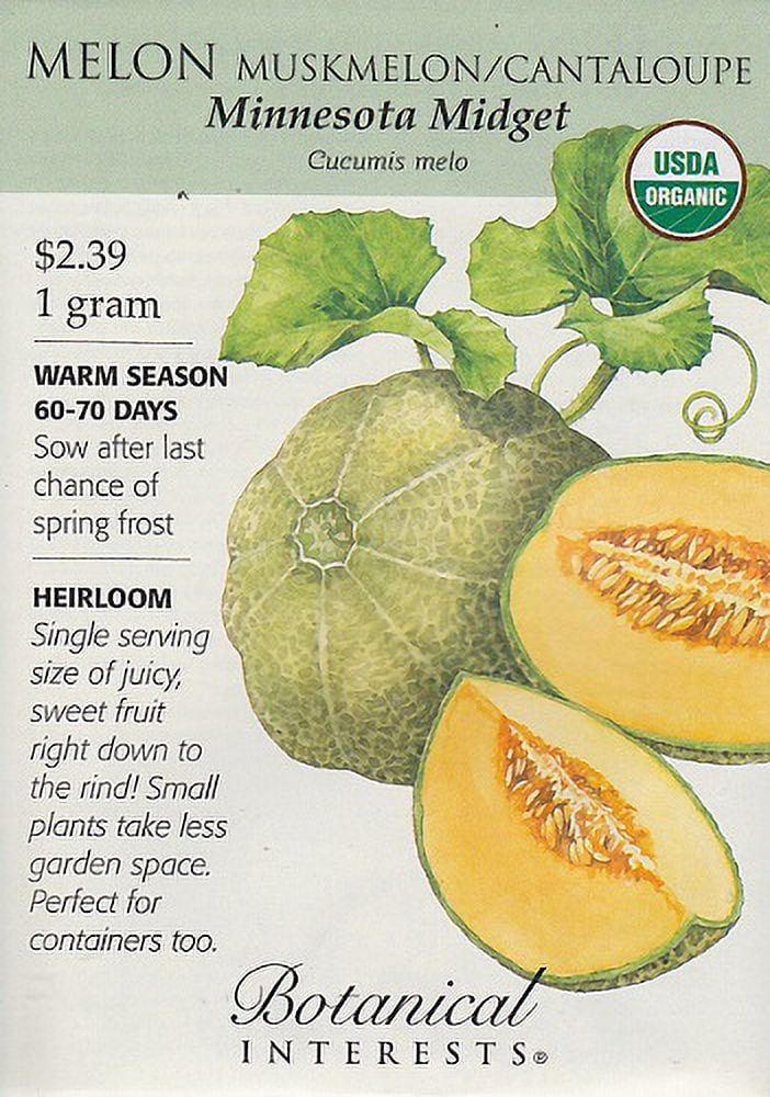 Honey Dew Mellon, Honey Dew Green Sweet, Heirloom, Organic 25+ Seeds,Delicious