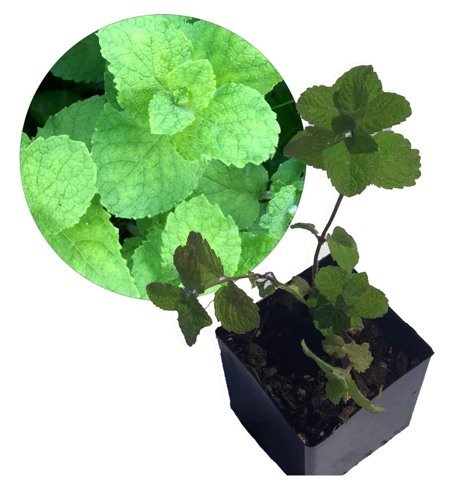 Organic Mint Live Plant, (Mentha suavolens) in 2.5 inch Pot - Pineapple ...