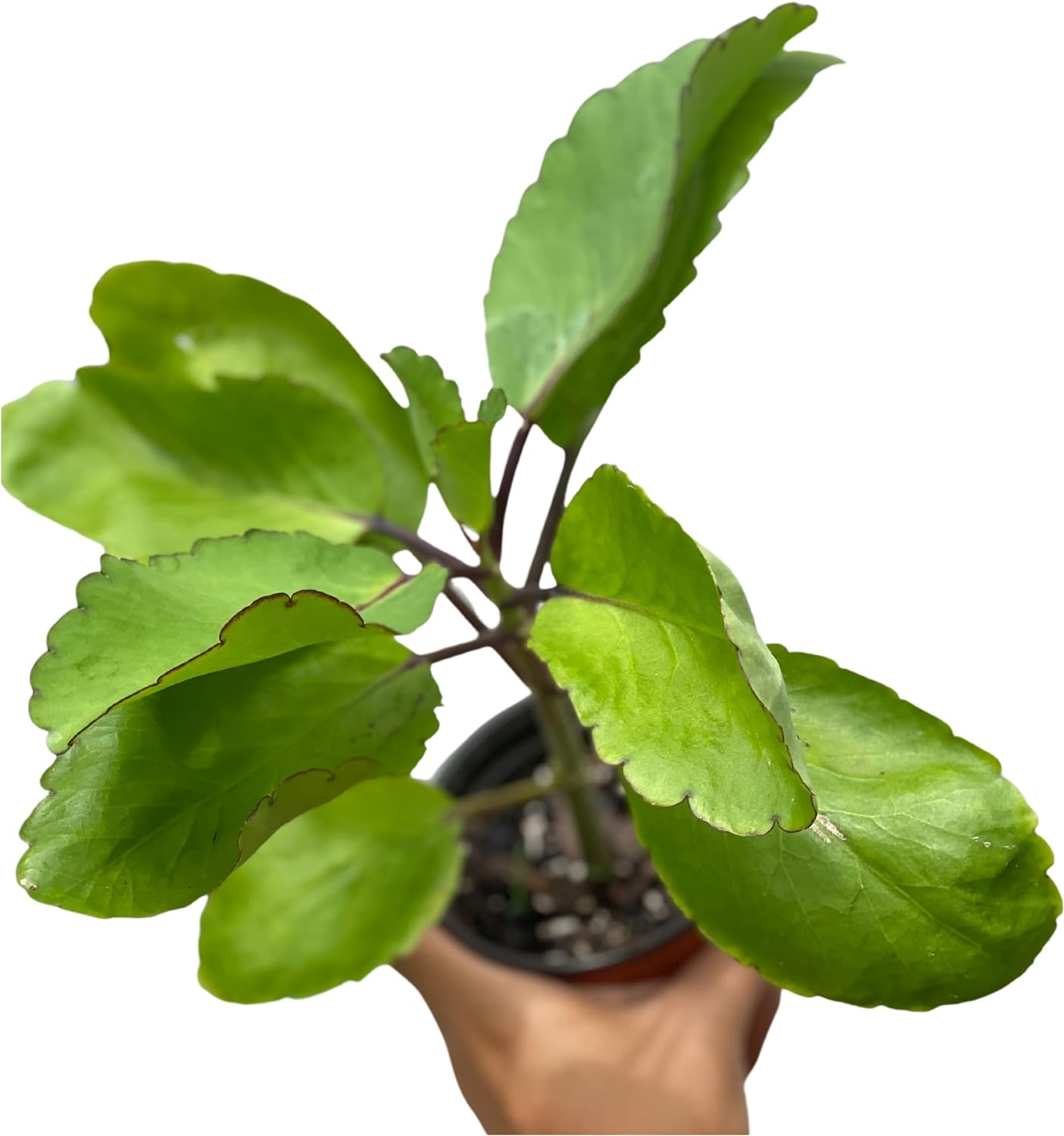 Foglia Miracolosa Bryophyllum Pinnatum Fresca Biologica Da Piantare - Sri Lanka - 5