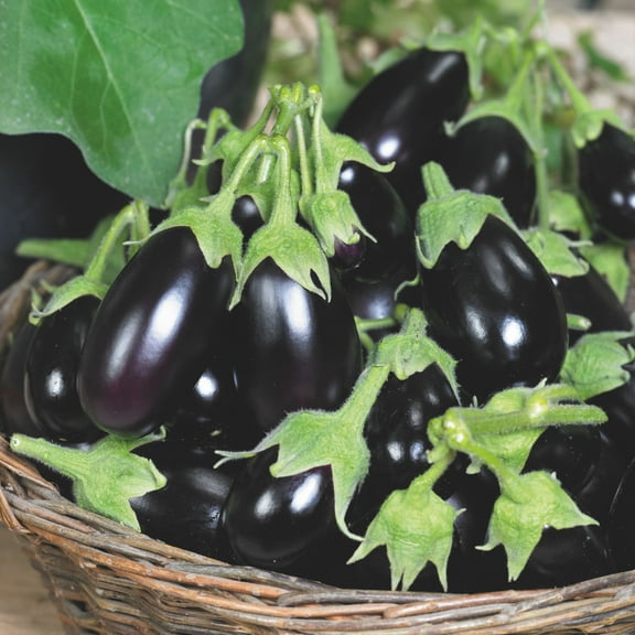 Organic Morden Midget Eggplant Seed 2 Gram ~450 Seeds – Non-GMO, Heirloom Italian Variety – Compact 18-24" Plants – Early 65 Day Maturity – Ideal for Containers & Short Seasons