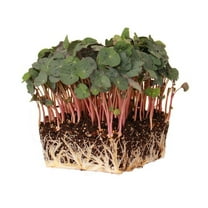 Organic Nasturtium Microgreens Seeds 1 Oz (~220 Seeds) – Edible Flowers, Fast-Growing, Non-GMO, Heirloom – Ideal for Microgreens, Container Gardening, and Culinary Use