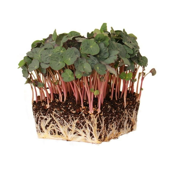 Organic Nasturtium Microgreens Seeds 1 Oz (~220 Seeds) – Edible Flowers, Fast-Growing, Non-GMO, Heirloom – Ideal for Microgreens, Container Gardening, and Culinary Use