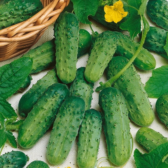 Organic National Pickling Cucumber Seeds - 4 Oz ~3800 Seeds - Non-GMO, Certified Organic, Heirloom - Vegetable Garden - Cucumis sativus