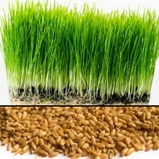Organic Non-GMO Hard Red Winter Wheat Seeds - Mais Family  4 Oz