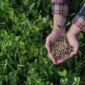 Organic Oat and Peas Cover Crop Mix Seed 4 Oz ~1,740 Seeds – Non-GMO, Nitrogen-Fixing Annual for Soil Health – No-Till, Forage-Friendly, Winter-Kill – 50–70 Days to Maturity
