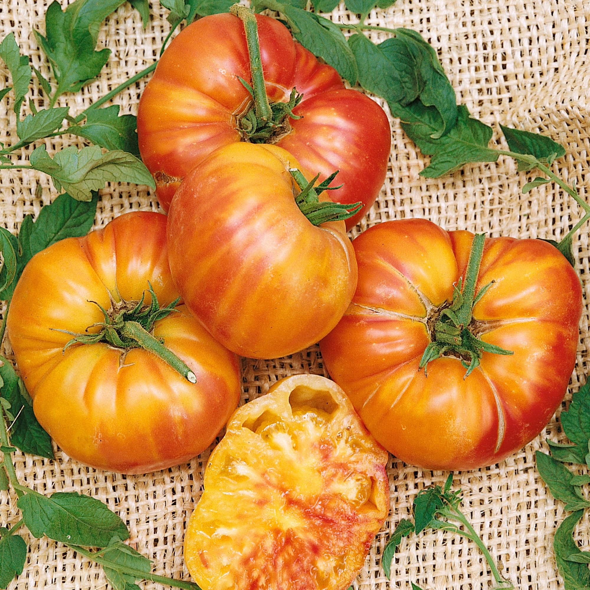 Organic Old German Tomato Seeds - 1 Oz ~7500 Seeds - Non-GMO, Certified Organic, Heirloom - Vegetable Garden - Lycopersicon esculentum