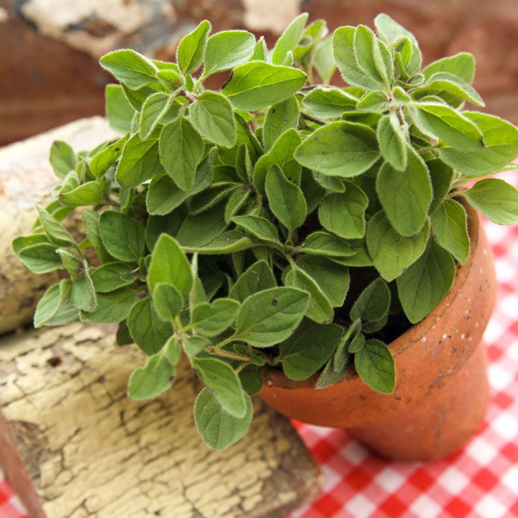 Organic Oregano Herb Seed - 1 OZ ~285,000 Seeds - Non-GMO, Open Pollinated, Heirloom, Culinary Herb Gardening Seeds