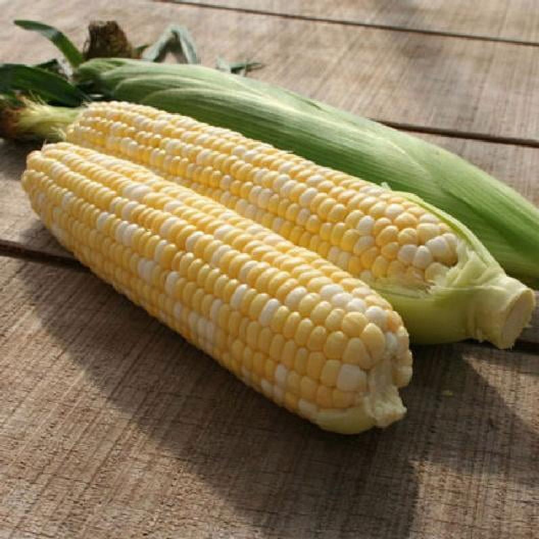 120 Peaches And Cream Sweet Corn Seeds Organic Heirloom Non Gmo Fast Grow - 9
