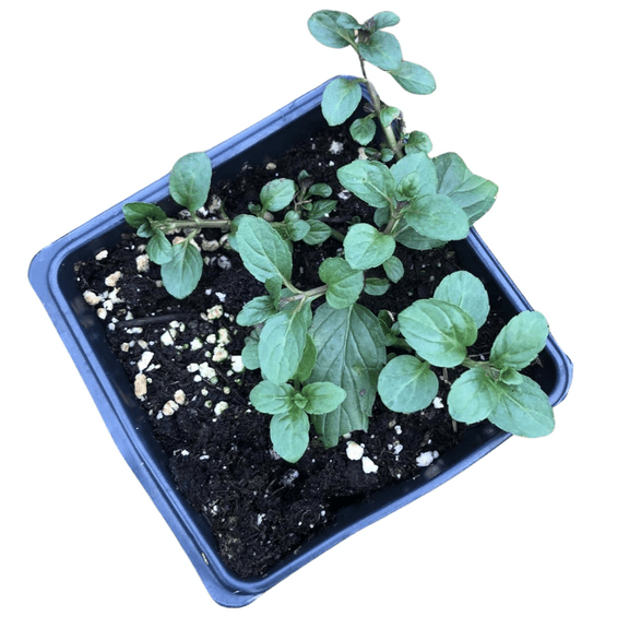Organic Peppermint Plant (Mentha x piperita) in 2.5-Inch Pot by Smoke Camp Crafts - Great for Teas
