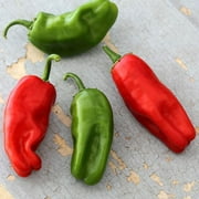 Organic Pimiento de Padron Pepper - 250 Mg Packet 40 Seeds - Organic, Heirloom, Open Pollinated, Non-GMO, Farm & Vegetable Gardening Seeds - Hot Pepper