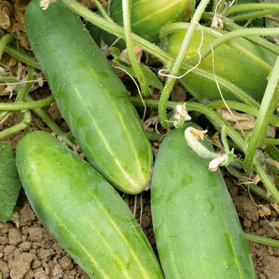 Organic Poinsett 76 Cucumber Seeds - 3 g Packet ~102 Seeds - Non-GMO, Certified Organic, Heirloom - Vegetable Garden - Cucumis sativus