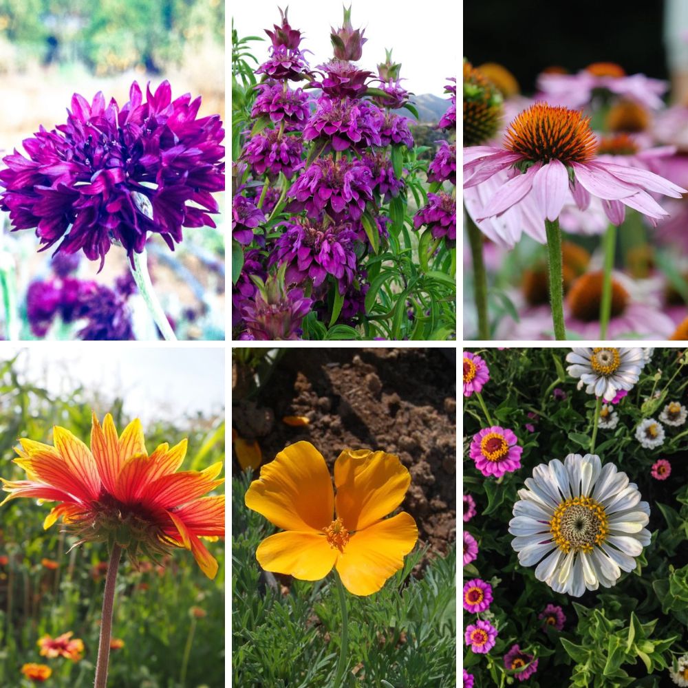 Organic Pollinator Flower Seeds