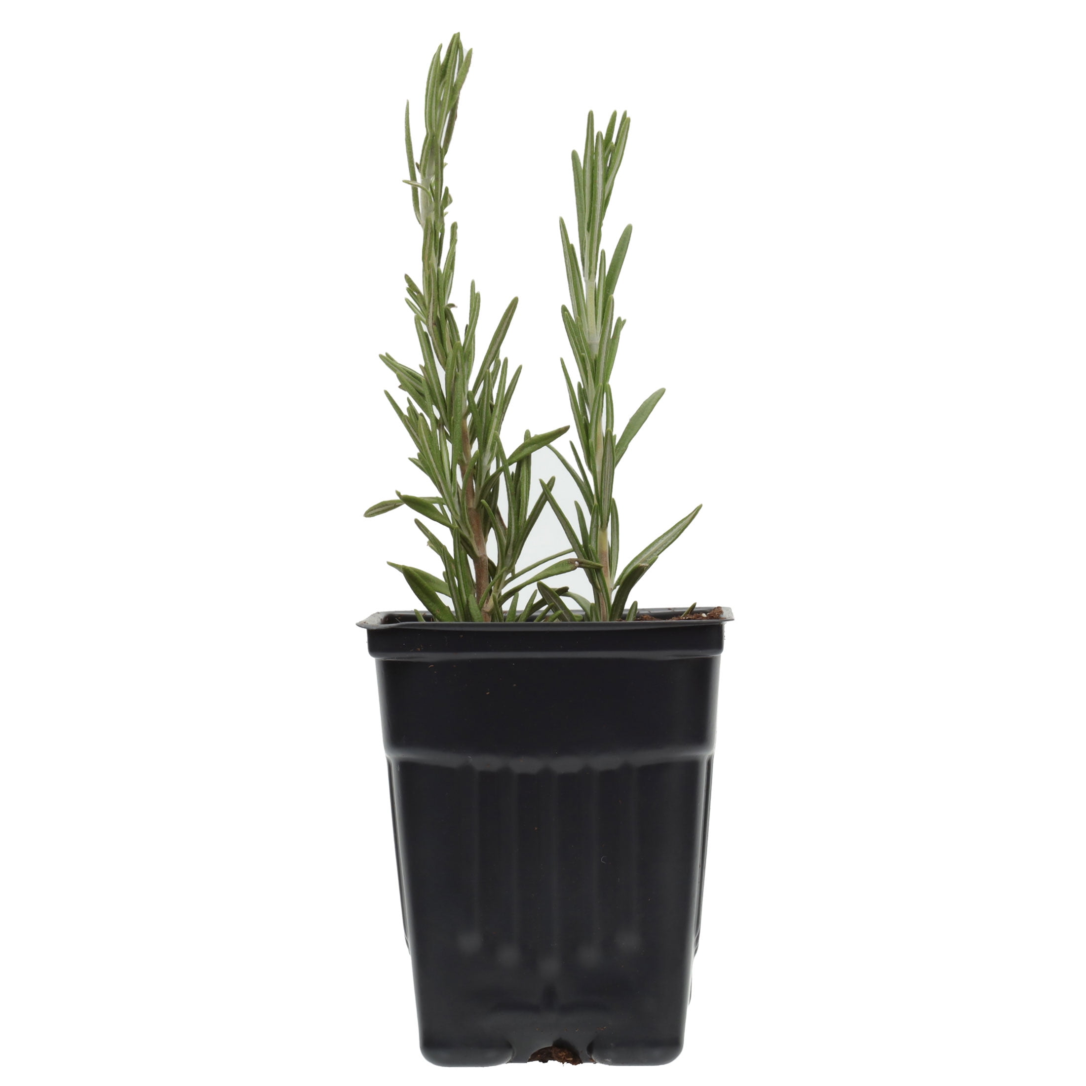 Fresh Potted Rosemary, 1 Each
