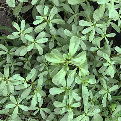 Organic Purslane Seeds (Portulaca oleracea) 1000 Seeds (1 Gram) - Common Purslane Herb Plant Seeds - Little Hogweed Seeds - Pursley Seeds