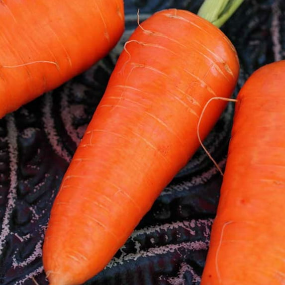 Organic Red Cored Chantenay Carrot Seed - 1 LB ~291,200 Seeds - Non-GMO, Open Pollinated, Heirloom, Vegetable Gardening Seeds