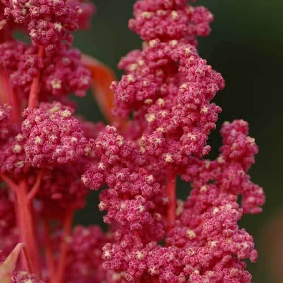 Organic Red Head Quinoa - 1 OZ ~9,000 Seeds - Non-GMO, Open Pollinated, Organic, High Yeilding - Quinoa Psuedo Grain Sprouting Seeds