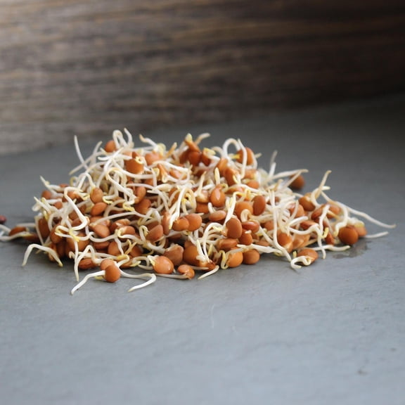 Organic Red Lentil Seeds - 1 Lb ~9600 Seeds - Heirloom, Non-GMO Vegetable Garden & Sprouting - Indian Lentils