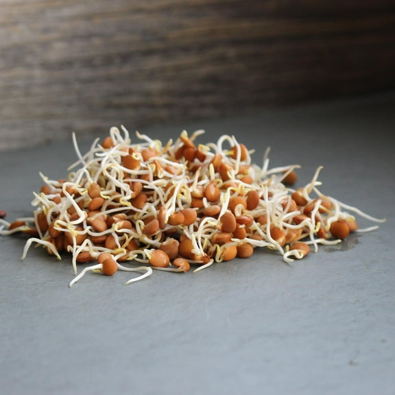 Organic Red Lentil Seeds - 1 Oz Packet ~600 Seeds - Heirloom, Non-GMO Vegetable Garden & Sprouts - Indian Lentils