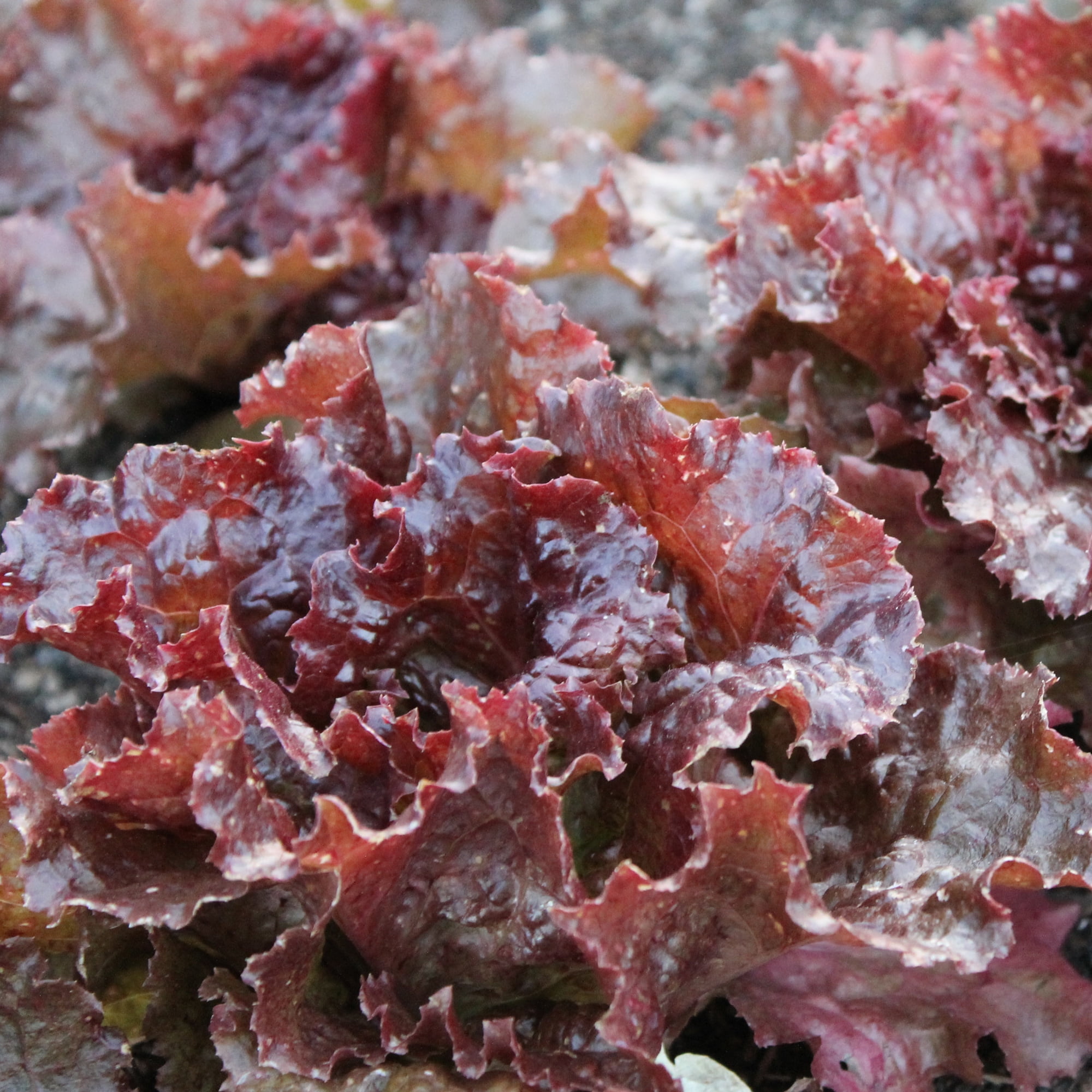 Organic Red Sails Leaf Lettuce Seeds - 4 Oz ~100000 Seeds - Non-GMO, Certified Organic, Heirloom - Vegetable Garden - Lactuca sativa