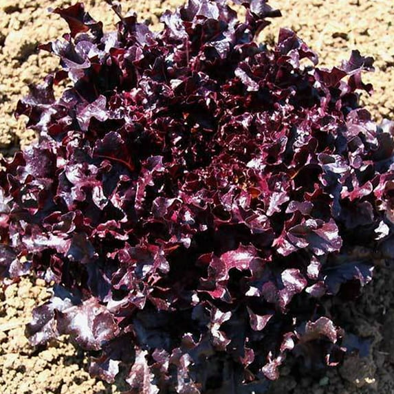 Organic Red Salad Bowl Lettuce Seed - 1 OZ ~25,000 Seeds - Organic, Heirloom, Open Pollinated, Non-GMO, Farm & Vegetable Gardening Seeds