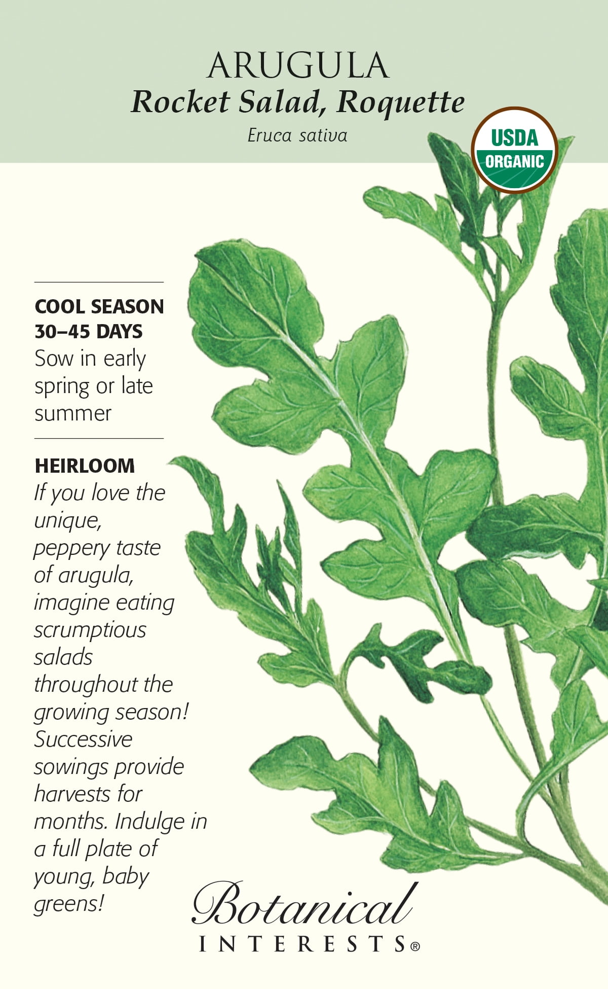 Organic Rocket Salad, Roquette Arugula Seeds - 3 grams