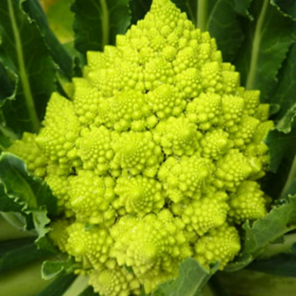 Organic Romanesco Broccoli Seed - 250 mg ~75 Seeds - Non-GMO, Open Pollinated, Heirloom, Vegetable Gardening Seeds