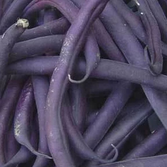 Organic Royal Burgundy Bush Bean Seeds - 1/2 OZ ~50 Seeds - Organic Heirloom Open Pollinated Non-GMO Farm & Vegetable Gardening Seeds