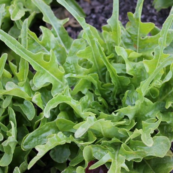 Organic Royal Oakleaf Leaf Lettuce Seeds - 1 g Packet ~893 Seeds - Non-GMO, Certified Organic, Heirloom - Vegetable Garden - Lactuca sativa