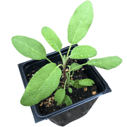 Organic Sage, Grower's Friend Salvia officinalis in 2.5-inch Pot by Smoke Camp Crafts- Non-Blooming Culinary Sage