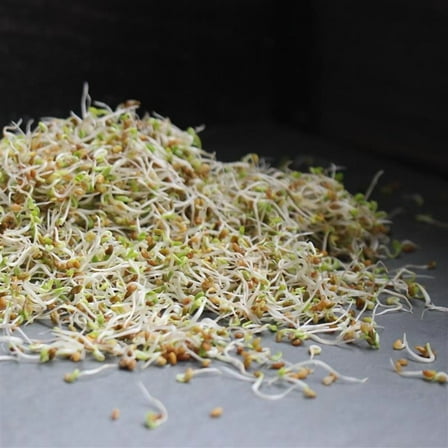 Organic Sandwich Blend Sprouting Seeds 4 Oz – Non-GMO, Fast-Growing Mix of Radish & Clover – High Protein, Crisp Texture, 4–6 Day Harvest – Easy Sprouts for Salads, Sandwiches, Jars or Trays