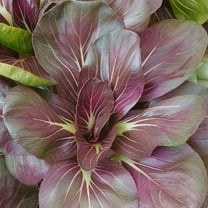 Organic Scarlet Red Tat Soi Mustard Seeds - 2 g Packet ~1071 Seeds - Non-GMO, Certified Organic - Vegetable / Herb Garden, Growing Microgreens - Brassica narinosa