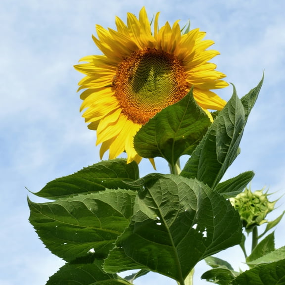 Organic Skyscraper Sunflower Seeds - 4 g Packet ~57 Seeds - Non-GMO, Certified Organic - Flower Garden - Helianthus annuus