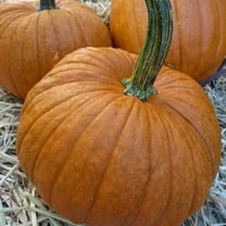 Organic Small Sugar Pumpkin - 4 g ~30 Seeds - Organic, Non-GMO, Open Pollinated, Heirloom, Vegetable Gardening Seeds