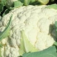 thumbnail image 1 of Organic Snowball Y Improved Cauliflower Seeds - 500 mg ~150 Seeds - Non-GMO, Open Pollinated, Heirloom, Vegetable Gardening & Micro Greens Seeds, 1 of 7