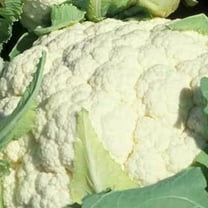 Organic Snowball Y Improved Cauliflower Seeds - 500 mg ~150 Seeds - Non-GMO, Open Pollinated, Heirloom, Vegetable Gardening & Micro Greens Seeds