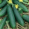 thumbnail image 1 of Organic Spacemaster Cucumber Seeds - 5 Lb Bulk ~76000 Seeds - Non-GMO, Certified Organic, Heirloom - Vegetable Garden - Cucumis sativus, 1 of 1