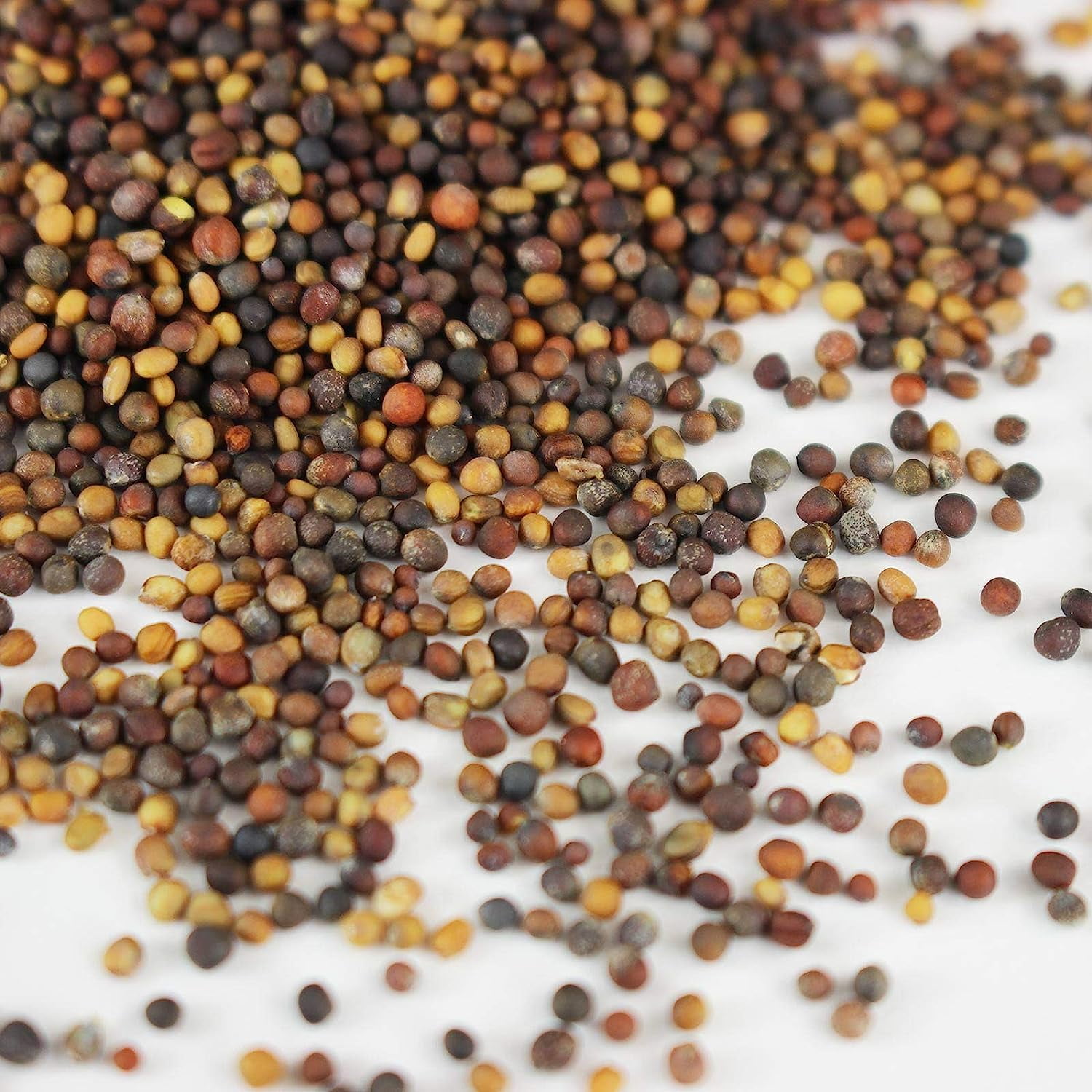 Organic Spicy Salad Mix Microgreens Seeds: 1 Lb - Non-GMO Micro Greens Seed Blend: Broccoli, Kale, Mustard, Cabbage, Arugula, Mustard, More 1 Lb Pouch