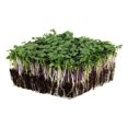 Organic Spicy Salad Mix Microgreens Seeds 1 Lb NonGMO Micro Greens