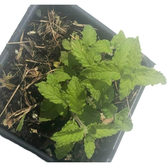 Organic Strawberry Mint (Mentha spicata 'Strawberry') in 2.5-Inch Pot by Smoke Camp Crafts