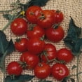 thumbnail image 1 of Organic Stupice Tomato Seeds - 1 Oz ~7500 Seeds - Non-GMO, Certified Organic, Heirloom - Vegetable Garden - Lycopersicon esculentum, 1 of 1
