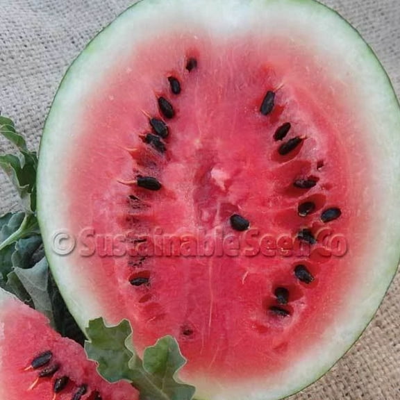 Organic Sugar Baby Watermelon Seeds - 2 g ~25 Seeds - Non-GMO, Open Pollinated, Heirloom, Vegetable Gardening & Fruit Seeds