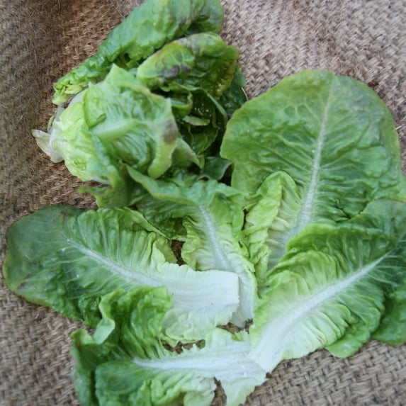 Organic Summer Bibb Lettuce Seed - 1 OZ ~25,000 Seeds - Non-GMO, Open Pollinated, Heirloom, Vegetable Gardening Seeds