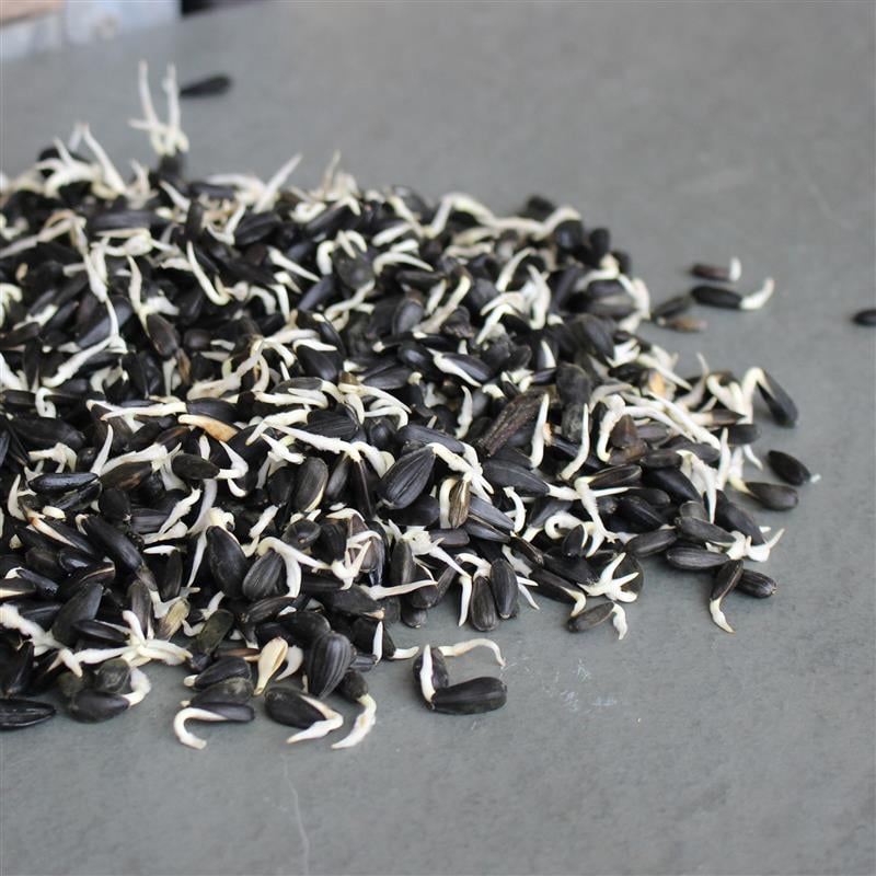 Organic Black Oil Sunflower Sprouting Seed 3 Lb ~ 33,600 Seeds - Non-GMO, Fast 2-3 Day Harvest, High Germination, Nutty Flavor, Full of Vitamins & Minerals, Easy Tray, Jar, or Bag Sprouting